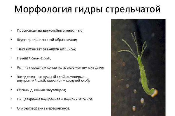 Kraken домен